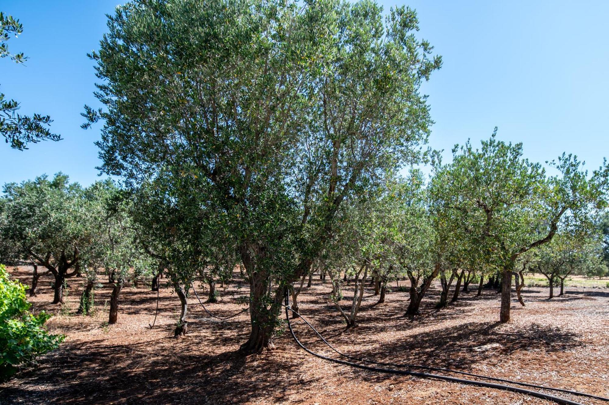 Willa Trullo La Quercia Ostuni Zewnętrze zdjęcie